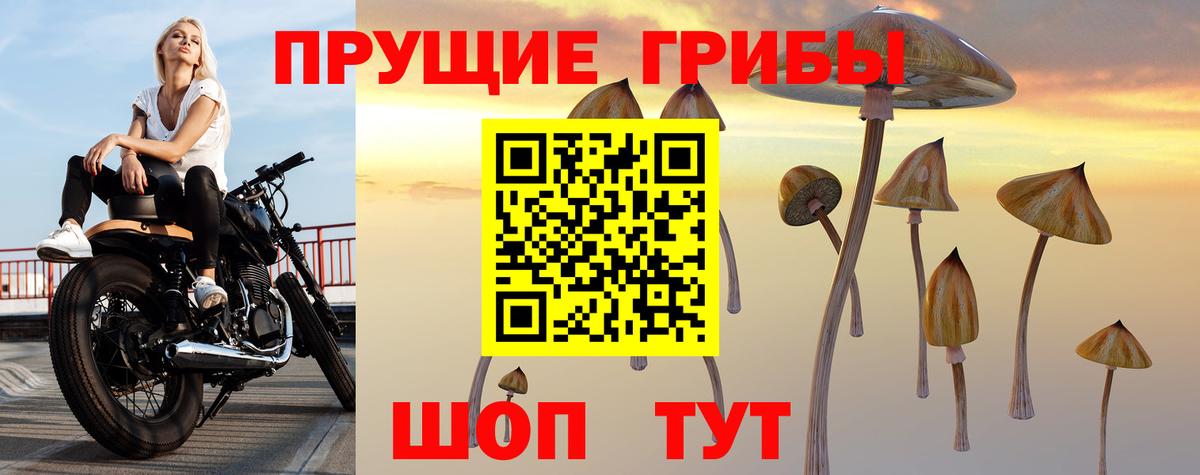 Галлюциногенные грибы Psilocybine cubensis Карабулак